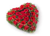 Rose, Germini, Carnation Heart 