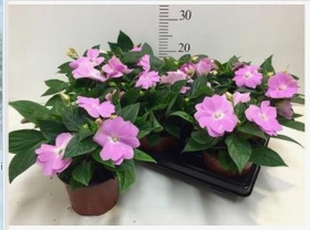 Plants